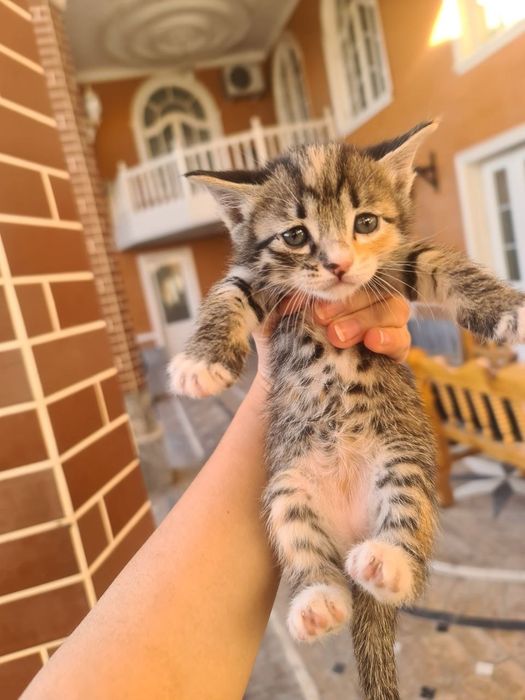 Mushikchalar sotiladi 1. Yarim oylik