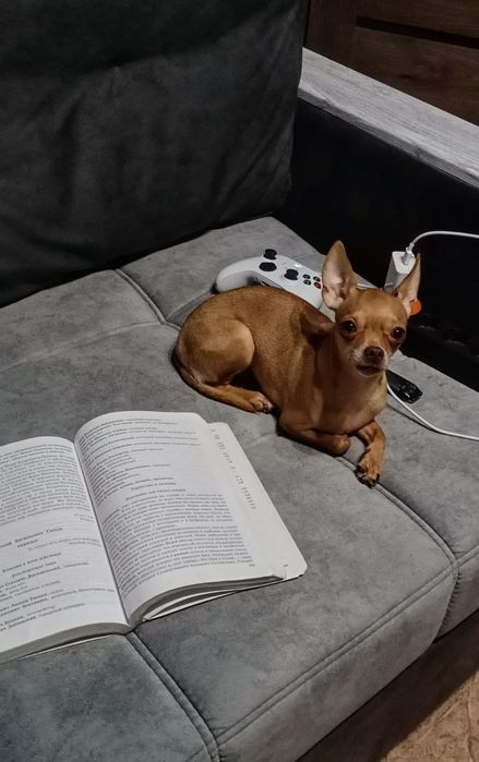 Продам той-терьеров