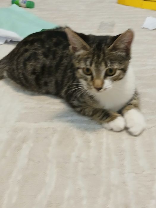Кошка девочка 3 месяца