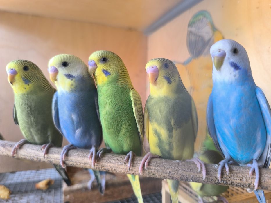 Волнистые попугаи