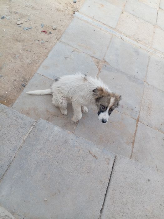 Отдам в хорошие руки