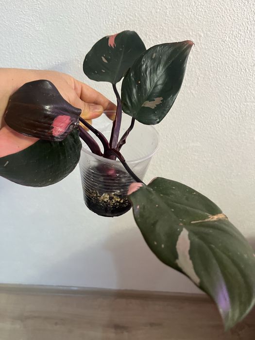 Филодендрон розовая принцесса