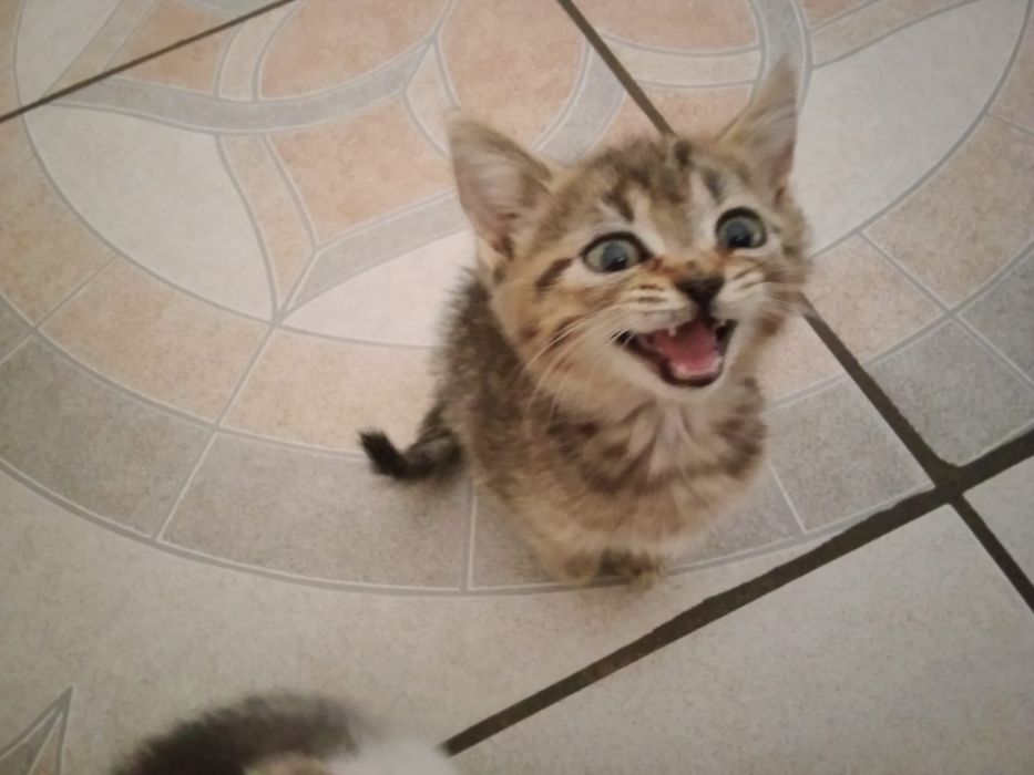 Котята ищут семью