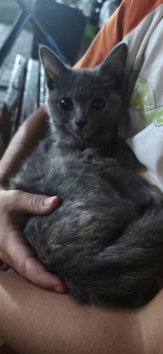 Кошечка крастка в добрые руки