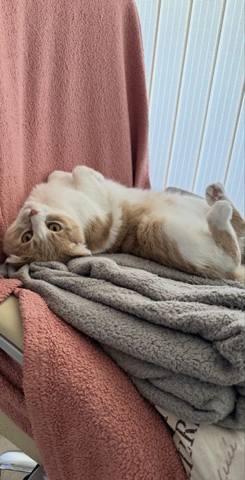 Клепоухата котка Бела