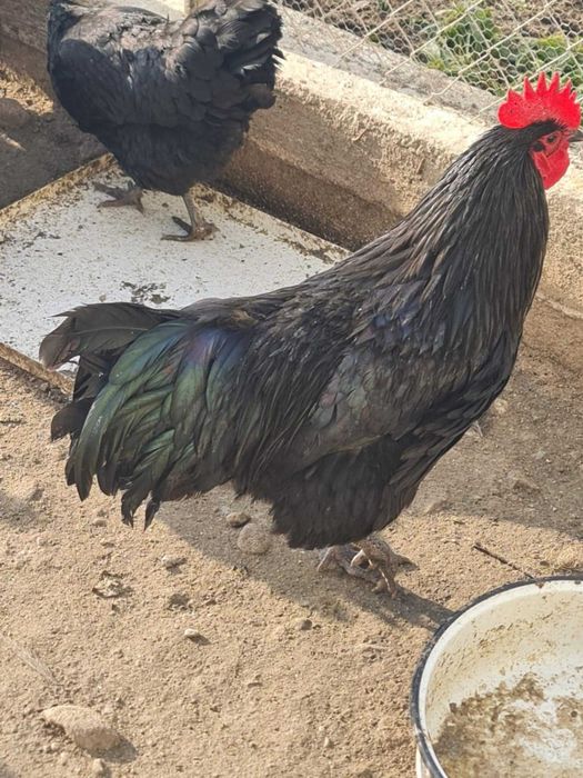 Oua de incubat gaini rasa Australorp