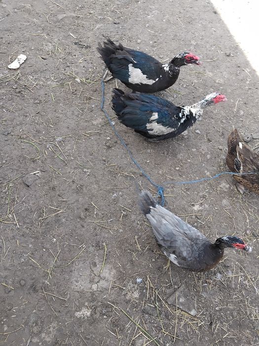 Vând rațe mute/ leșesti!