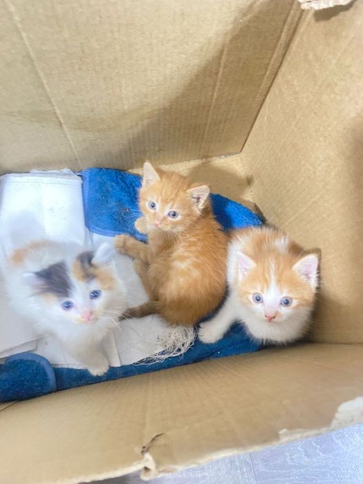 Котята отдам в хорошие руки