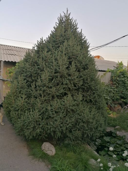 Продам ели в отличном состоянии