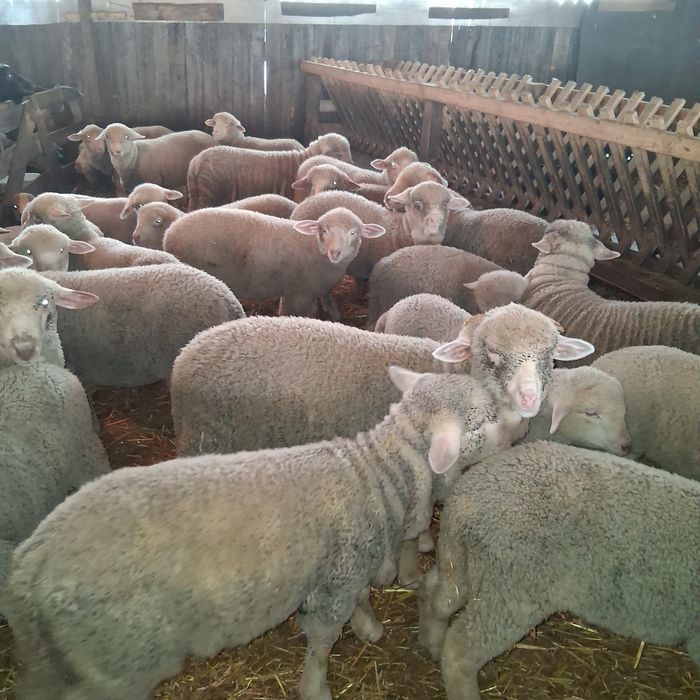Animale de vanzare/ Miei