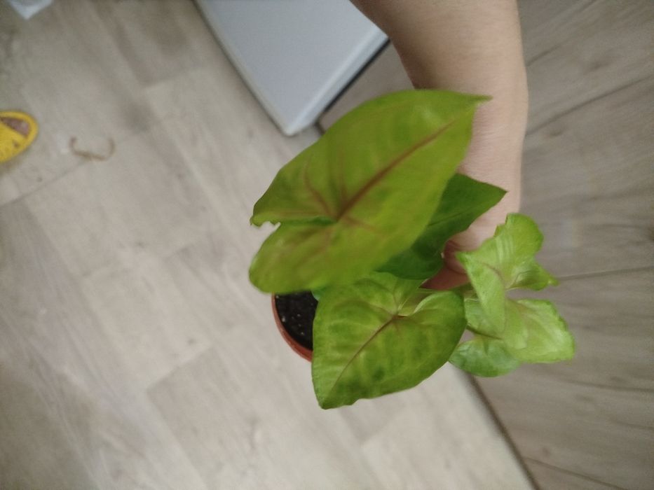 Комнатные цветы разные