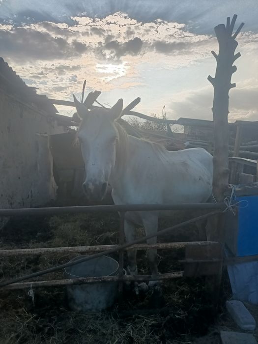 кобыла продам ..