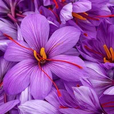 ШАФРАН сотилади, иммунитетни мустахкамлаш учун (Зафарон, SAFFRON]