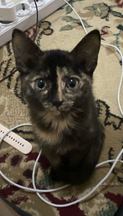 Отдам даром котяты