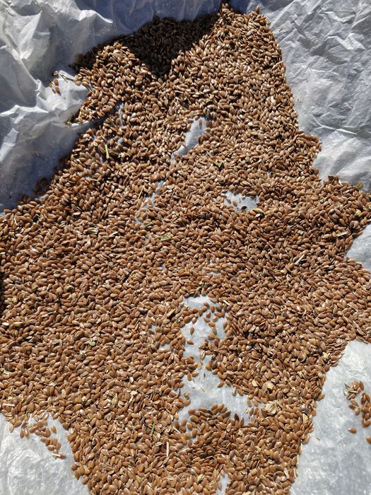 Продется лен от кх с места