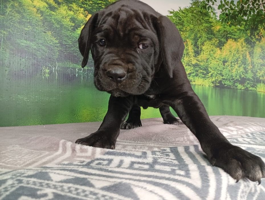 Кане Корсо cane Corso Italiano