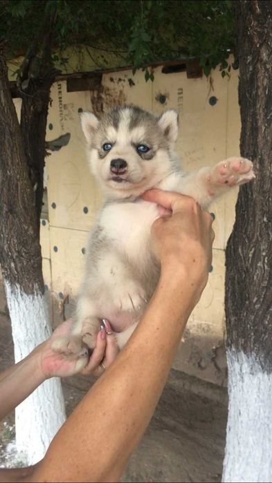 серебристая голубоглазая девочка хаски