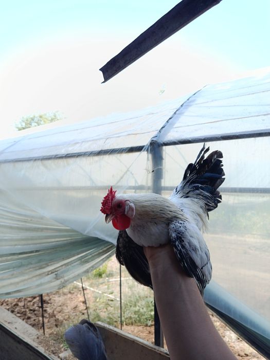 Samurayski shabo horazlari sotiladi