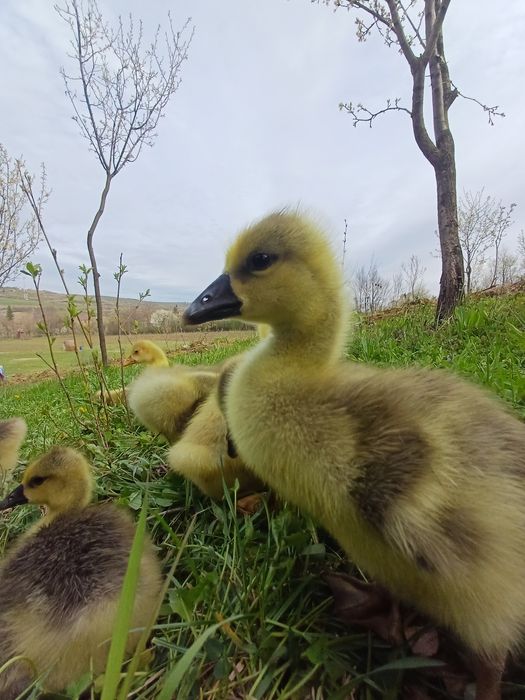 Boboci de gasca de 3saptamani