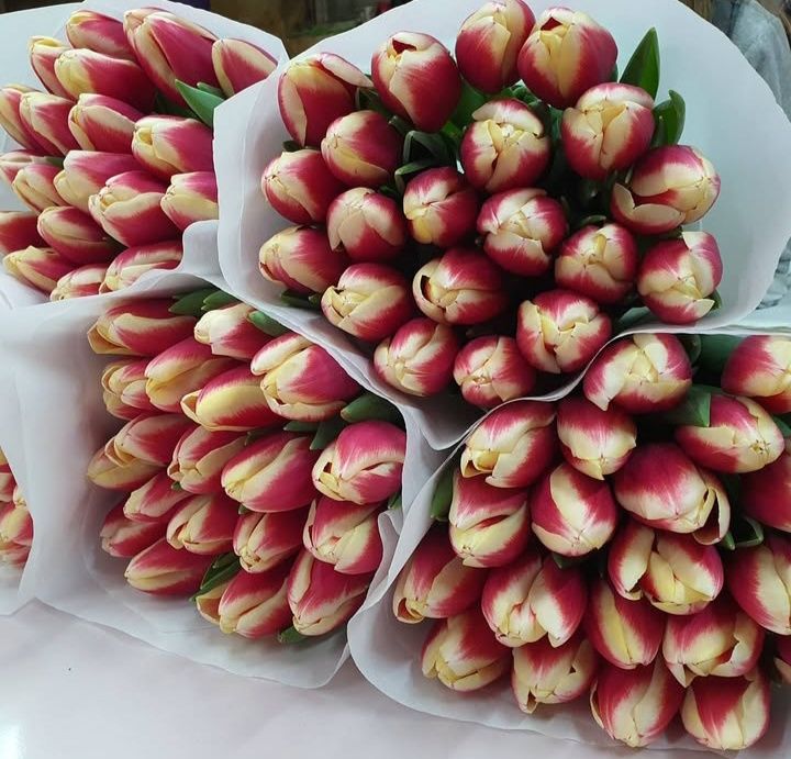 Тюльпаны разные цвета,сорта