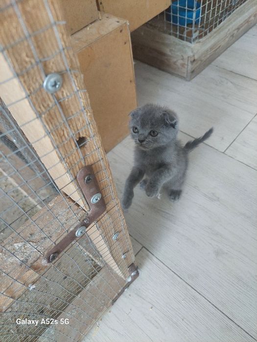 Sgotish fold.mushuklar