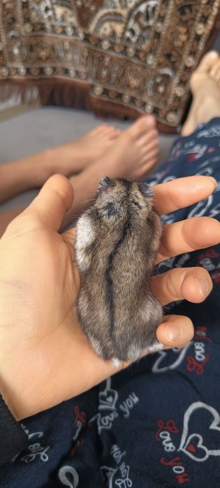 Хомяки джунгарские