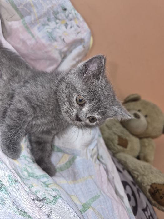 Продажа котят...