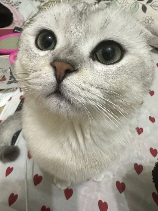 Киз бола мушук керак вияскага ( учрашувга )