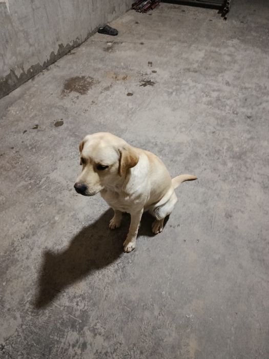 Лабрадор ретривер сотилади