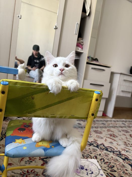 Отдам кота в добрые руки
