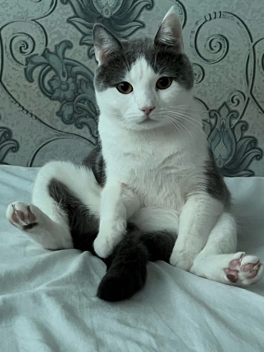 Отдам кота охотника