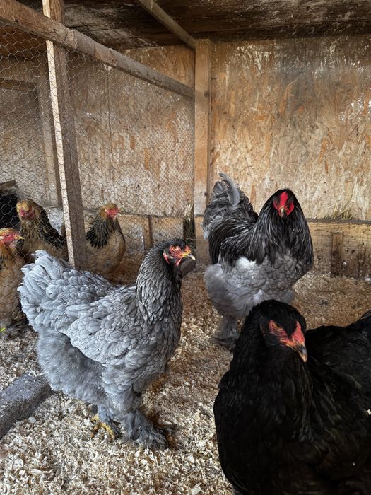 Ouă incubat/ păsări de rasă