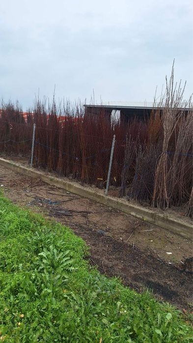 Продавам овощни дръвчета