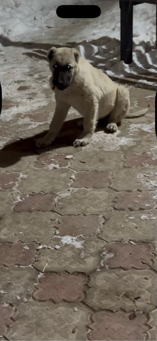 Щенок Турецкий кангал