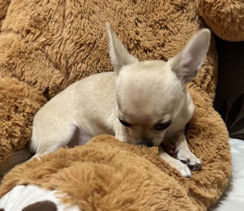 Топ Мини Чихуахуа Момиченце