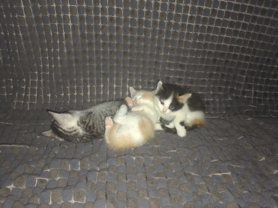Отдам  котят  в добрые руки