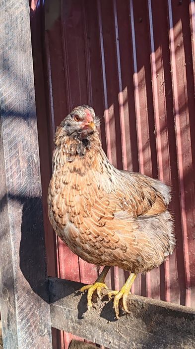 Ouă araucana pentru incubat.