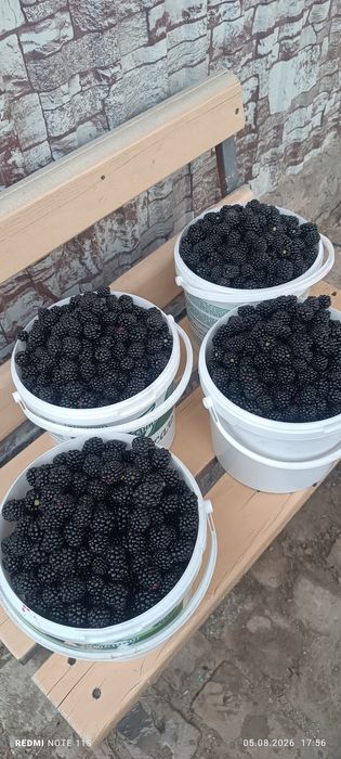 Продам ежемалину 1200