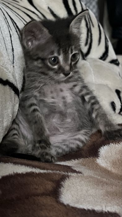 отдаю котенка в хорошие руки