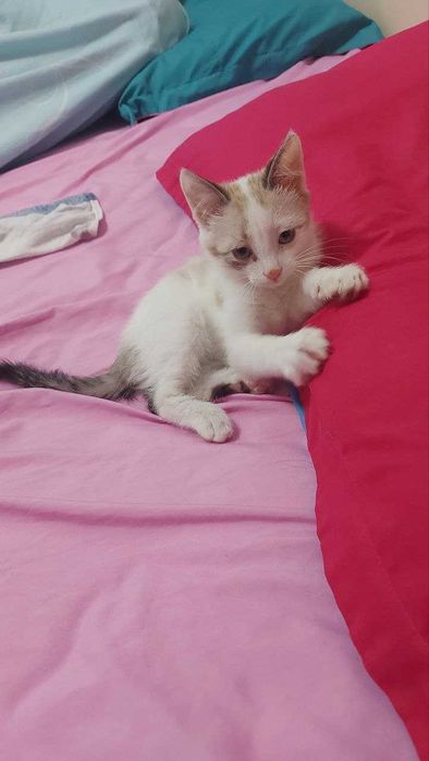 Маленький котенок