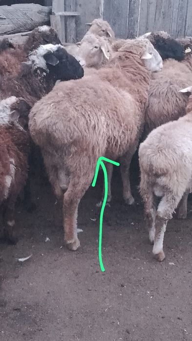 Продам барана, кошкар