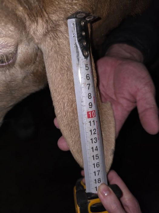 Гиссар козы кошкарлар