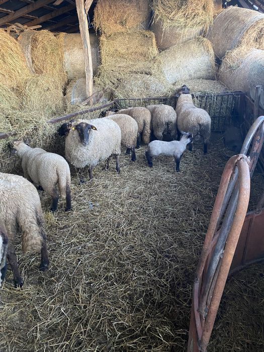 Vand oi rasa suffolk