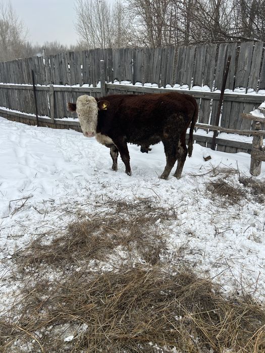 Бука 1,5 жас сатылад