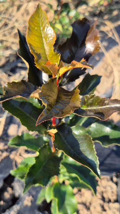 Leylandi, tuia ,chiparos