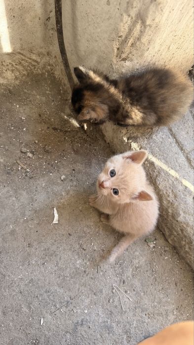 Раздаем петярых котят