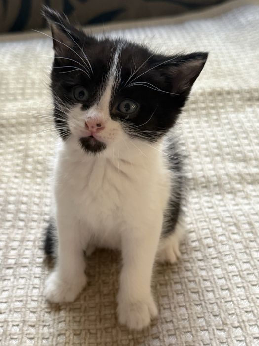 Смышленные котята