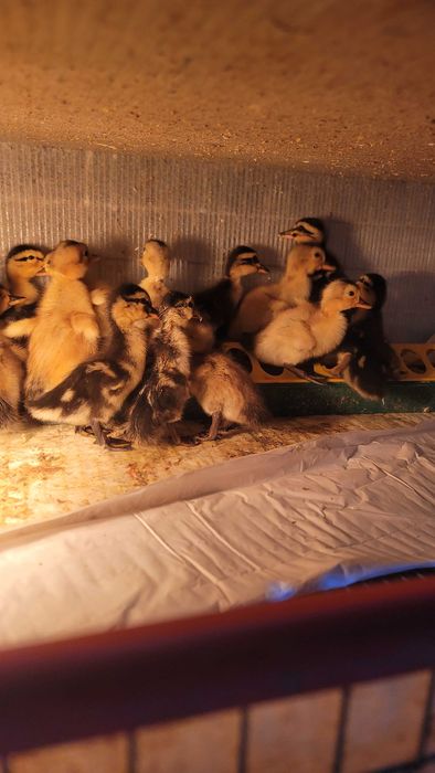 Boboci de rață rasa Rouen / Pui de rata / Oua de rata pentru incubat