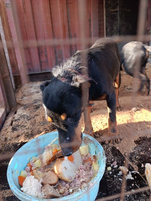 Продам як мальчик