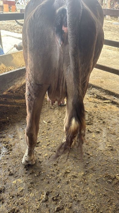 Корова, КРС, телки